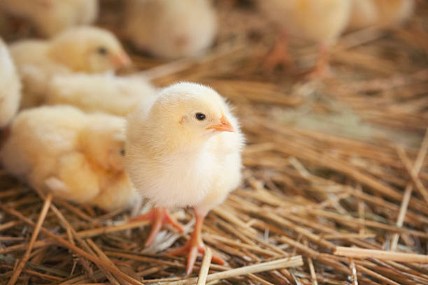 How Old Are My Chicks: Easy Ways To Check
